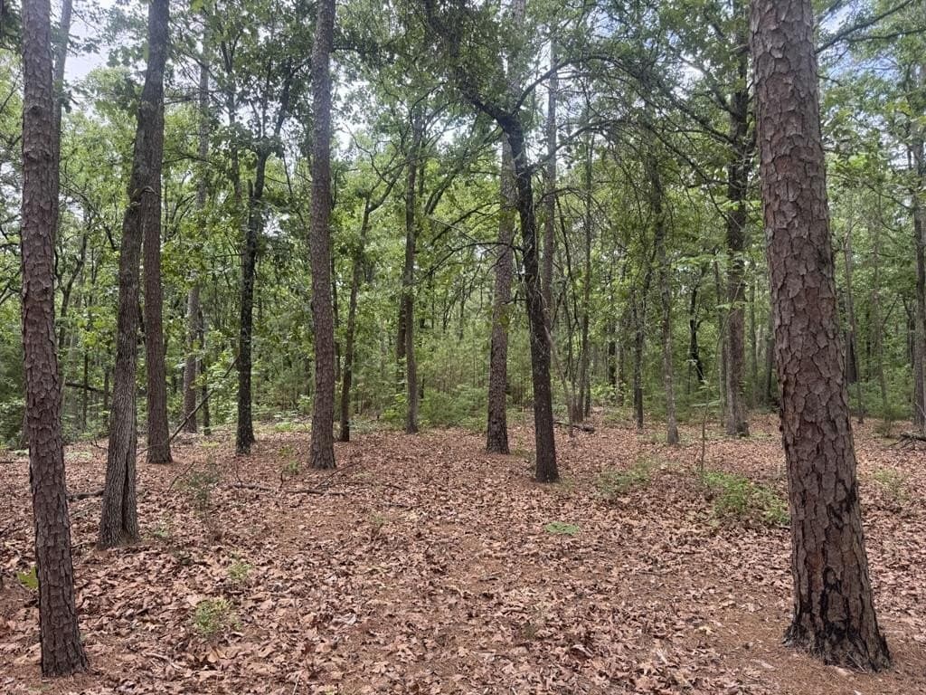 4.14 acres in Lamar County gallery image 3