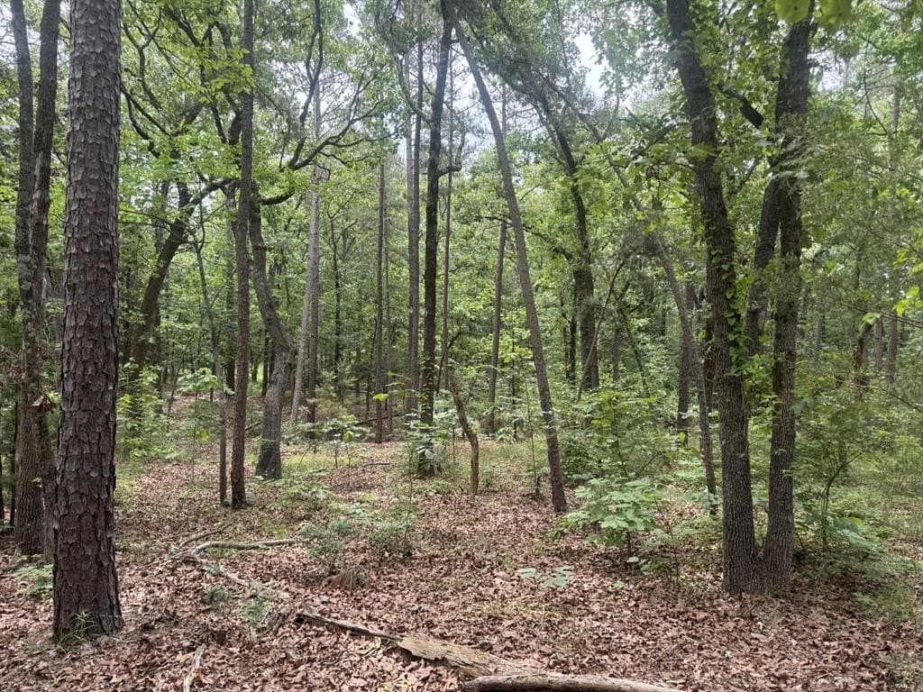 4.14 acres in Lamar County gallery image 2