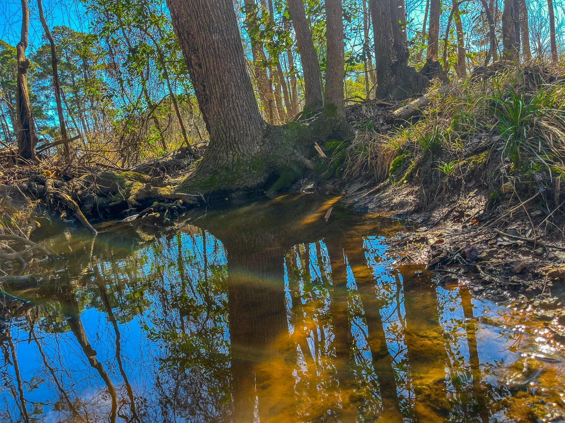 11.63 acres in Cherokee County - photo 4