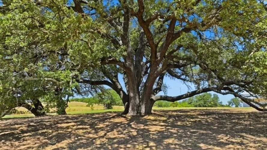 22.1 acres in Parker County - photo 38