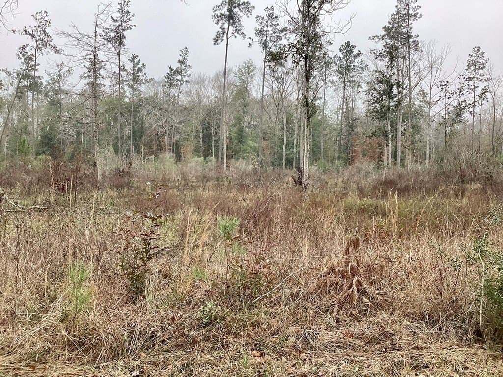 9.91 acres in Texas County gallery image 4