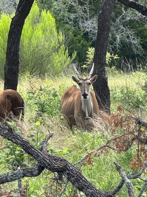 5.03 acres in Kerr County gallery image 4