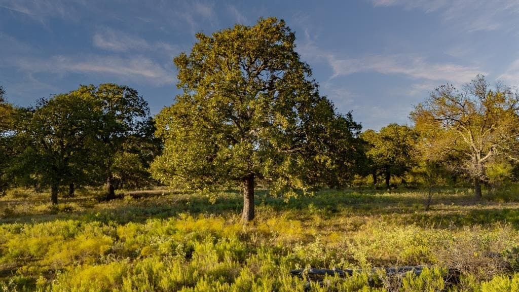 20 acres in Jack County gallery image 4