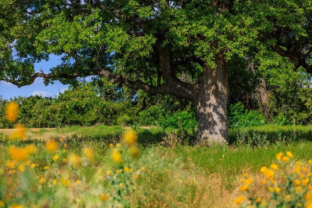 20.49 acres in Gillespie County - photo 33