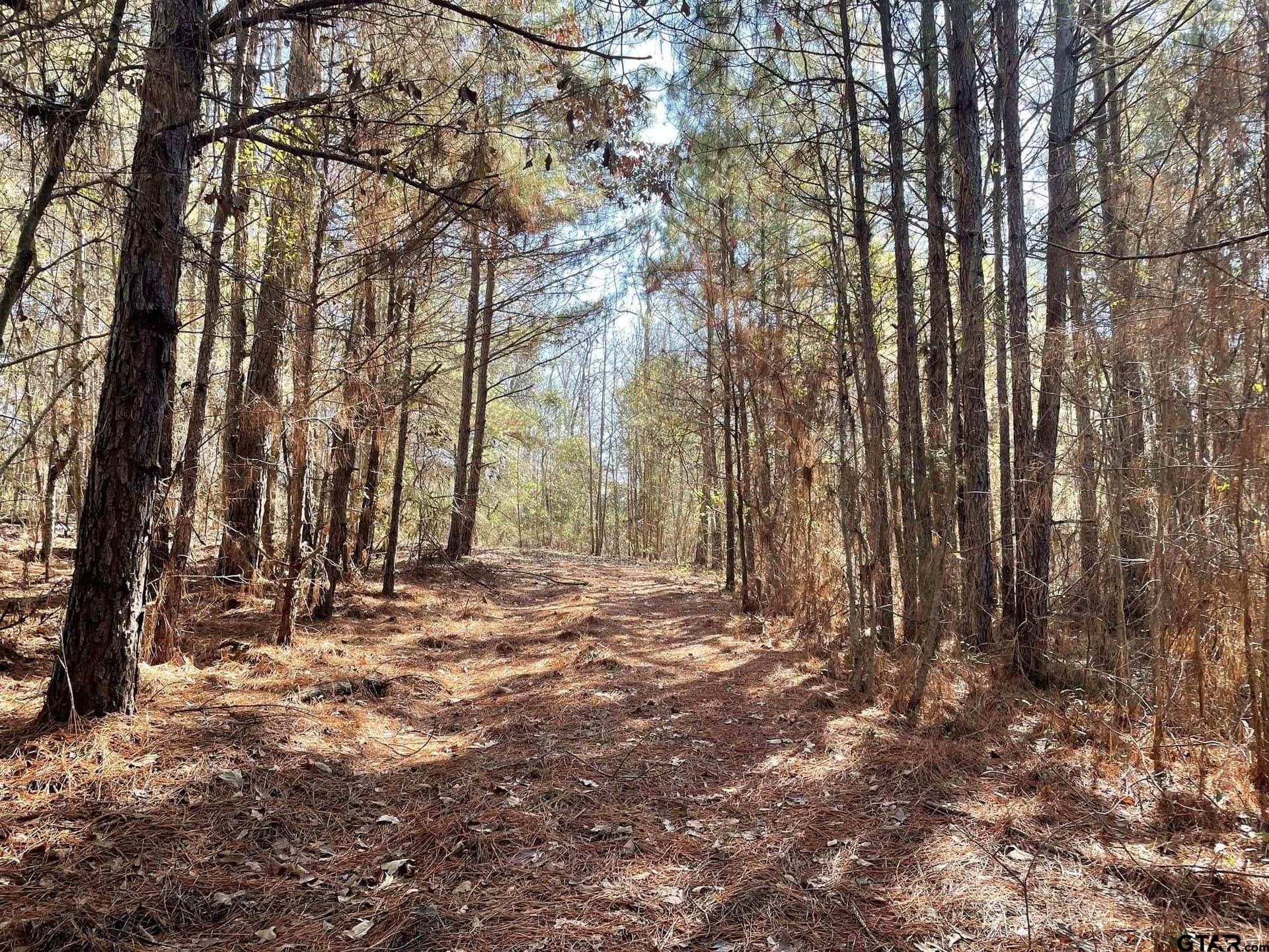 17.7 acres in Smith County gallery image 2