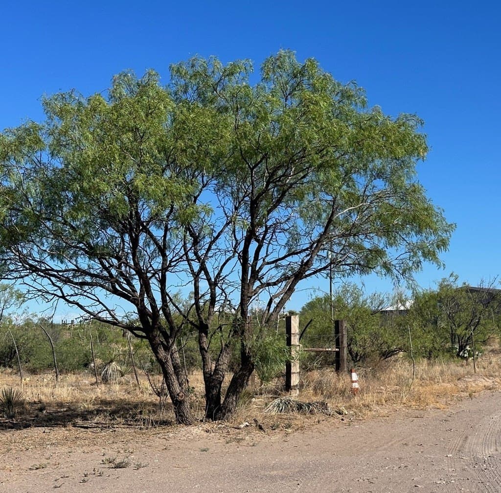 0.8 acres in Presidio County gallery image 2