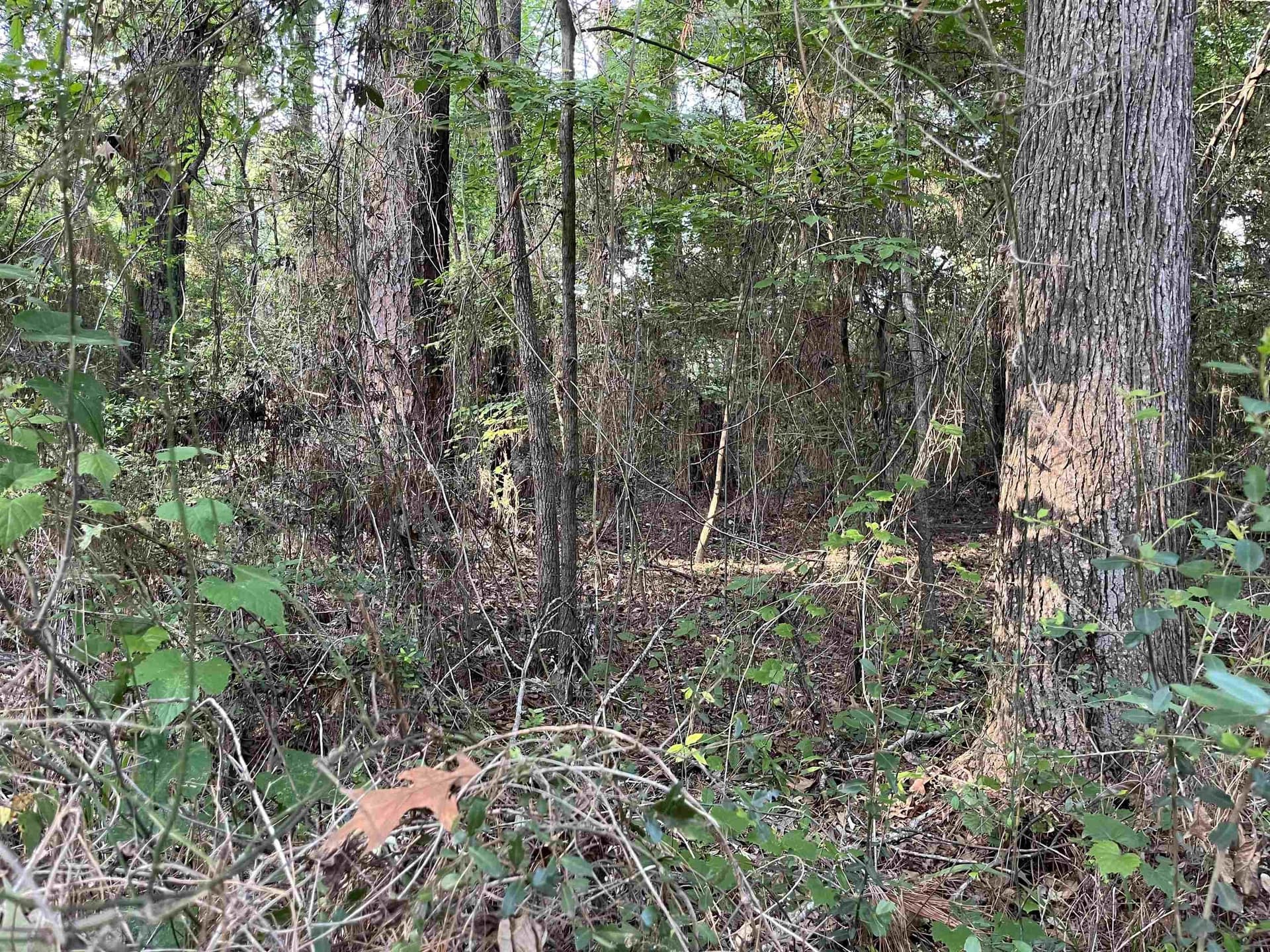 0.27 acres in Texas County featured view