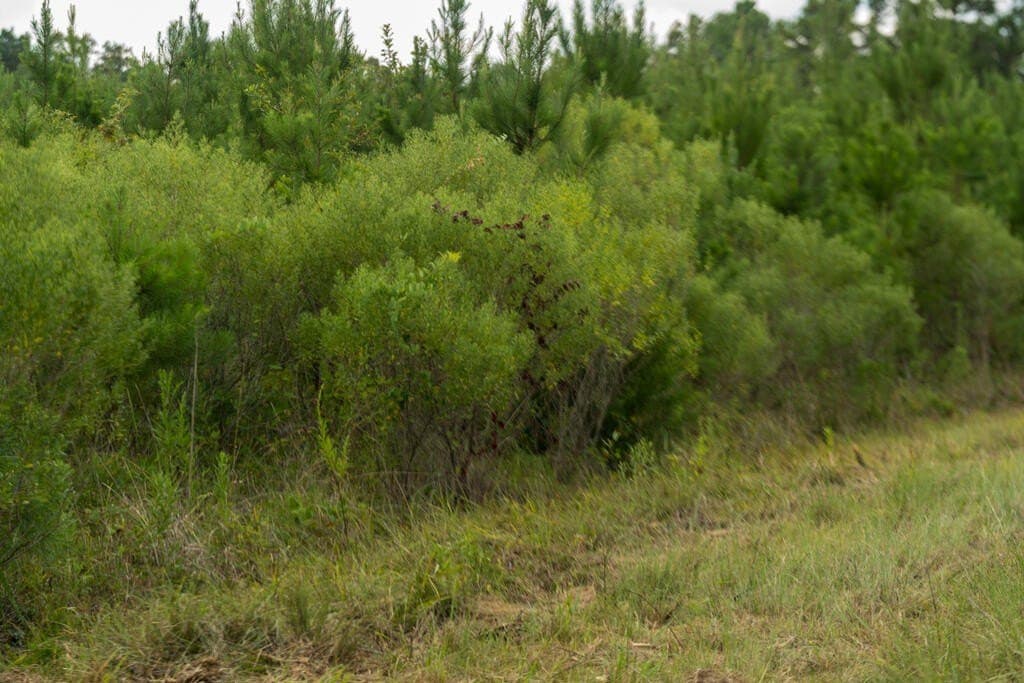 74.32 acres in Texas County - photo 12