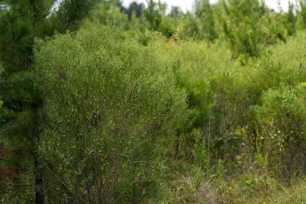 74.32 acres in Texas County - photo 11
