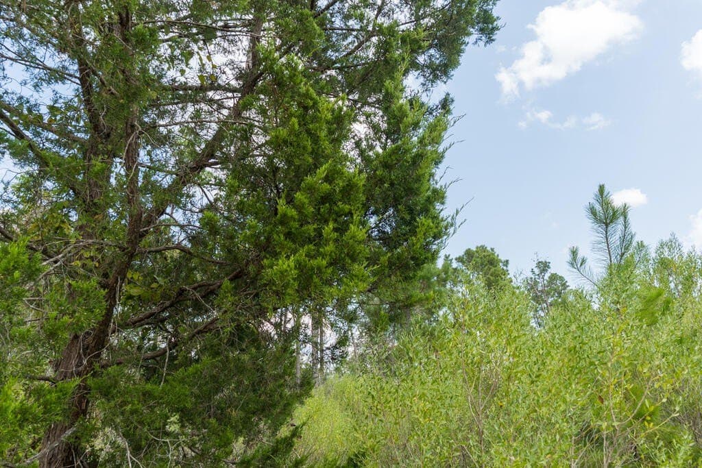 74.32 acres in Texas County - photo 21