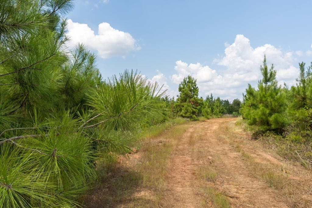 74.32 acres in Texas County - photo 4