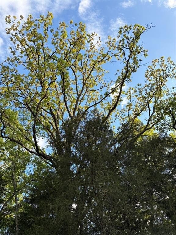 0.29 acres in Fannin County featured view