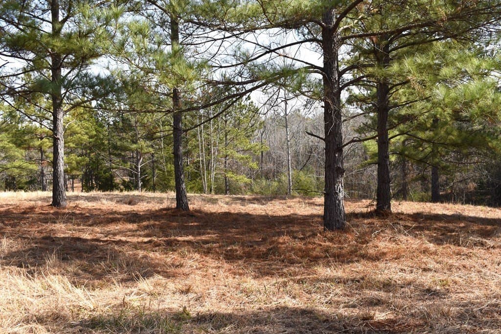 3 acres in ANDERSON County - photo 4