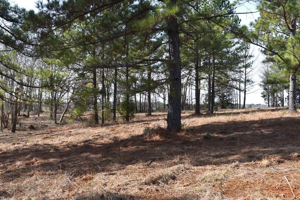3 acres in ANDERSON County - photo 6