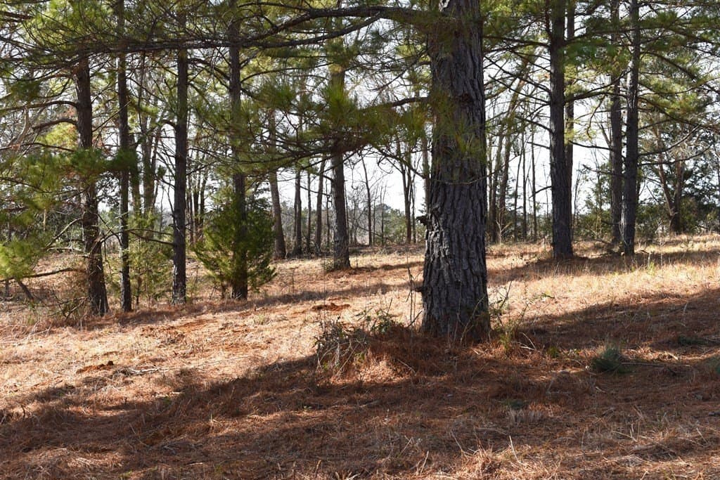 3 acres in ANDERSON County - photo 7