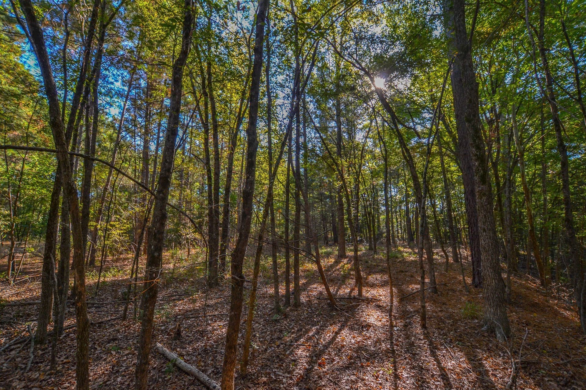 53 acres in Henderson County - photo 27