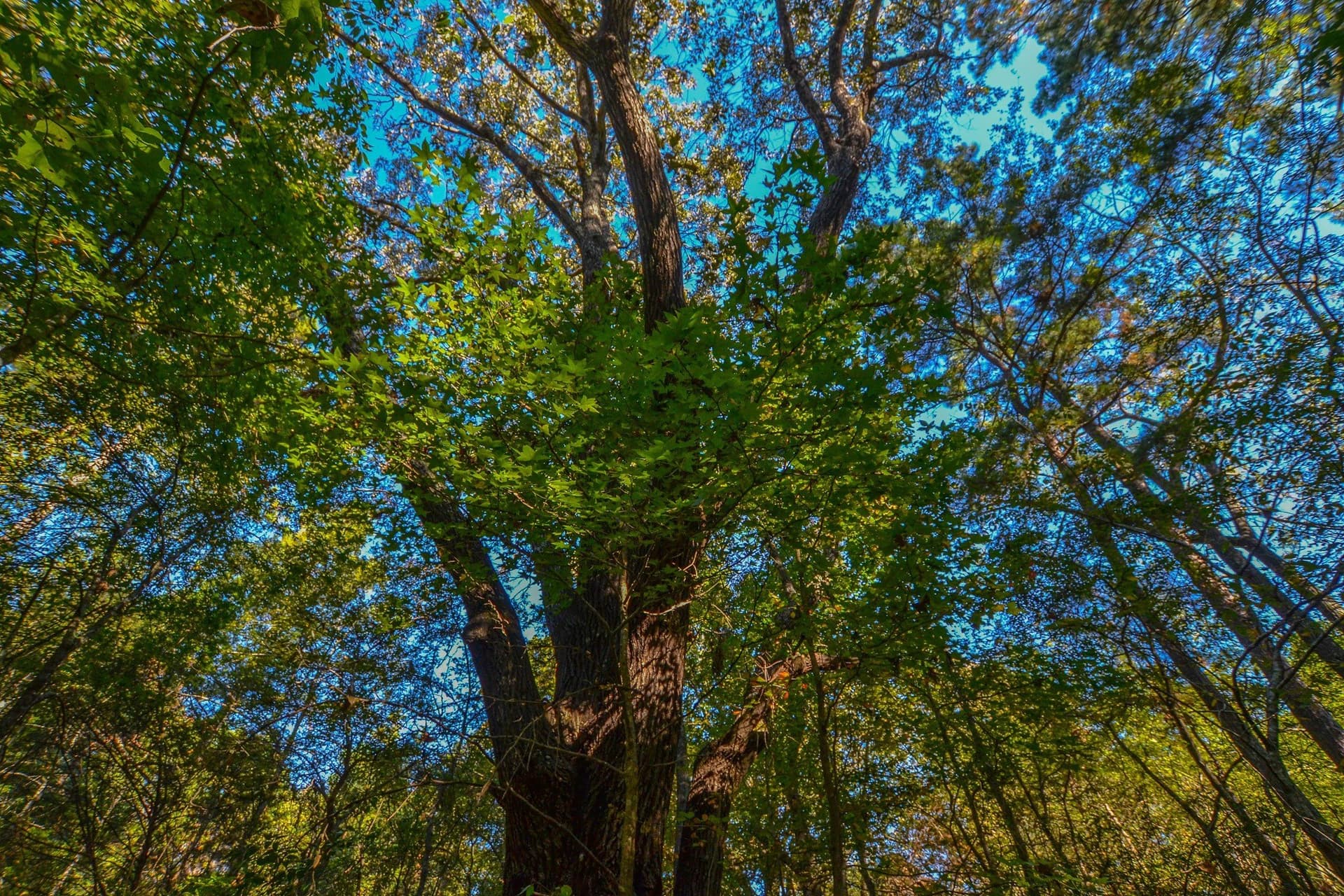 53 acres in Henderson County - photo 31