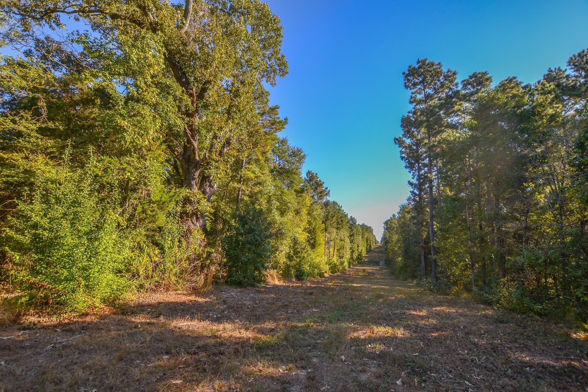 53 acres in Henderson County - photo 32