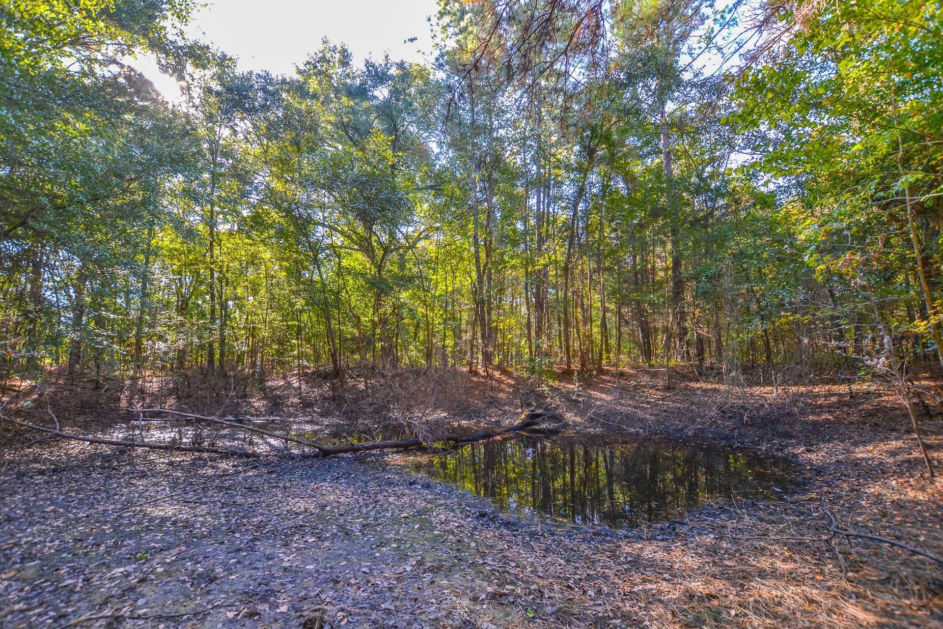 53 acres in Henderson County - photo 29
