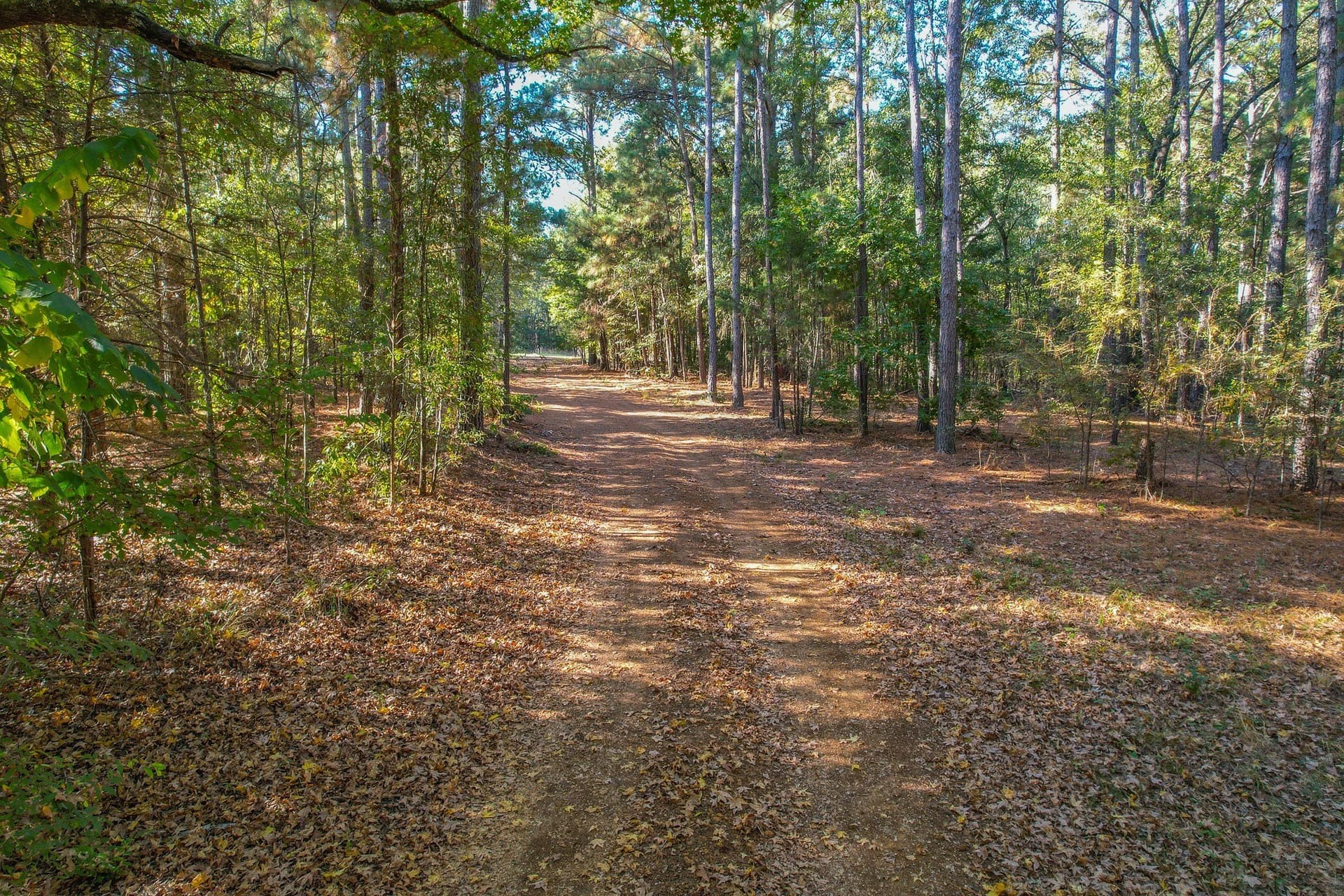 53 acres in Henderson County - photo 26