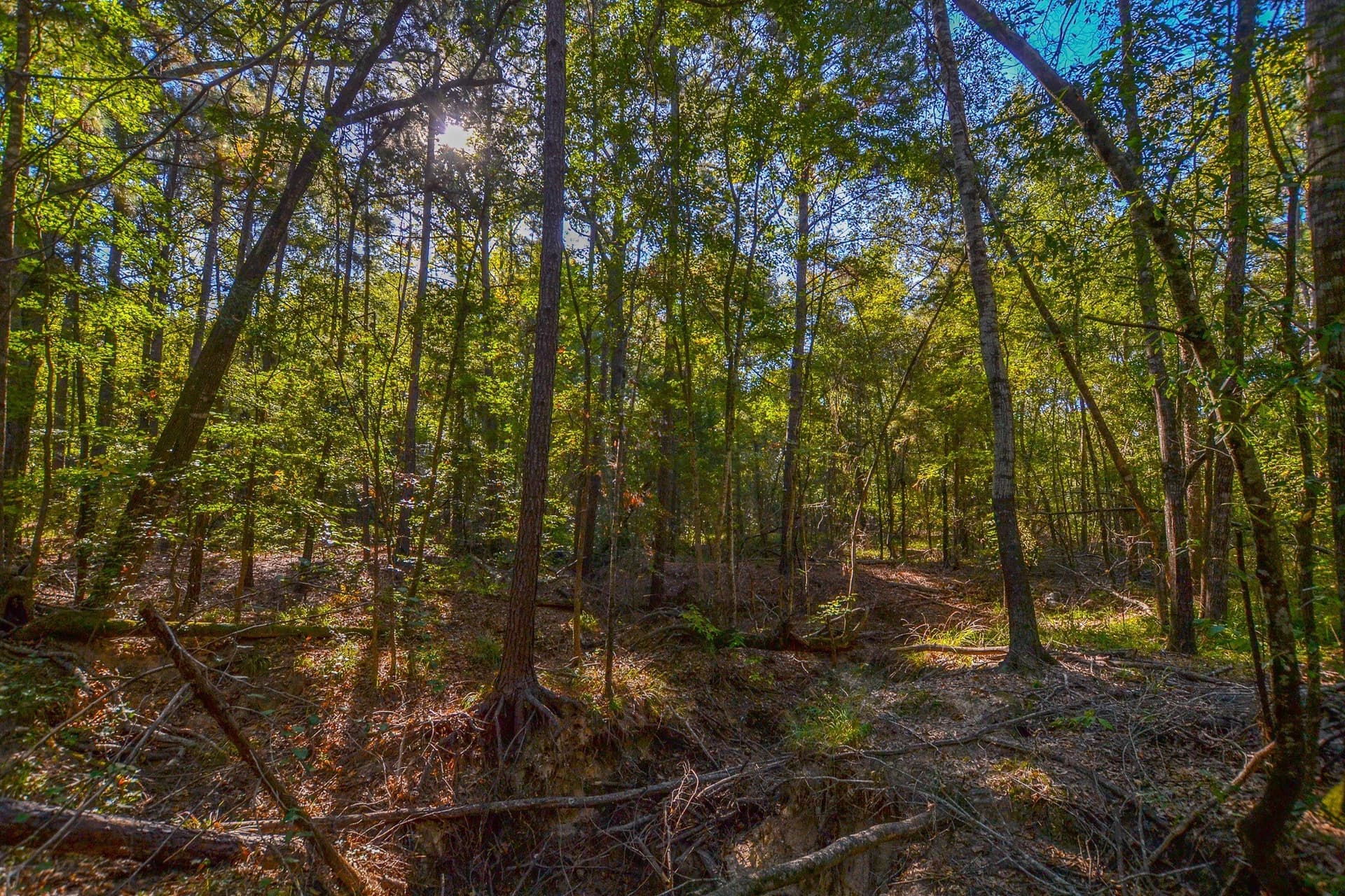 53 acres in Henderson County - photo 30