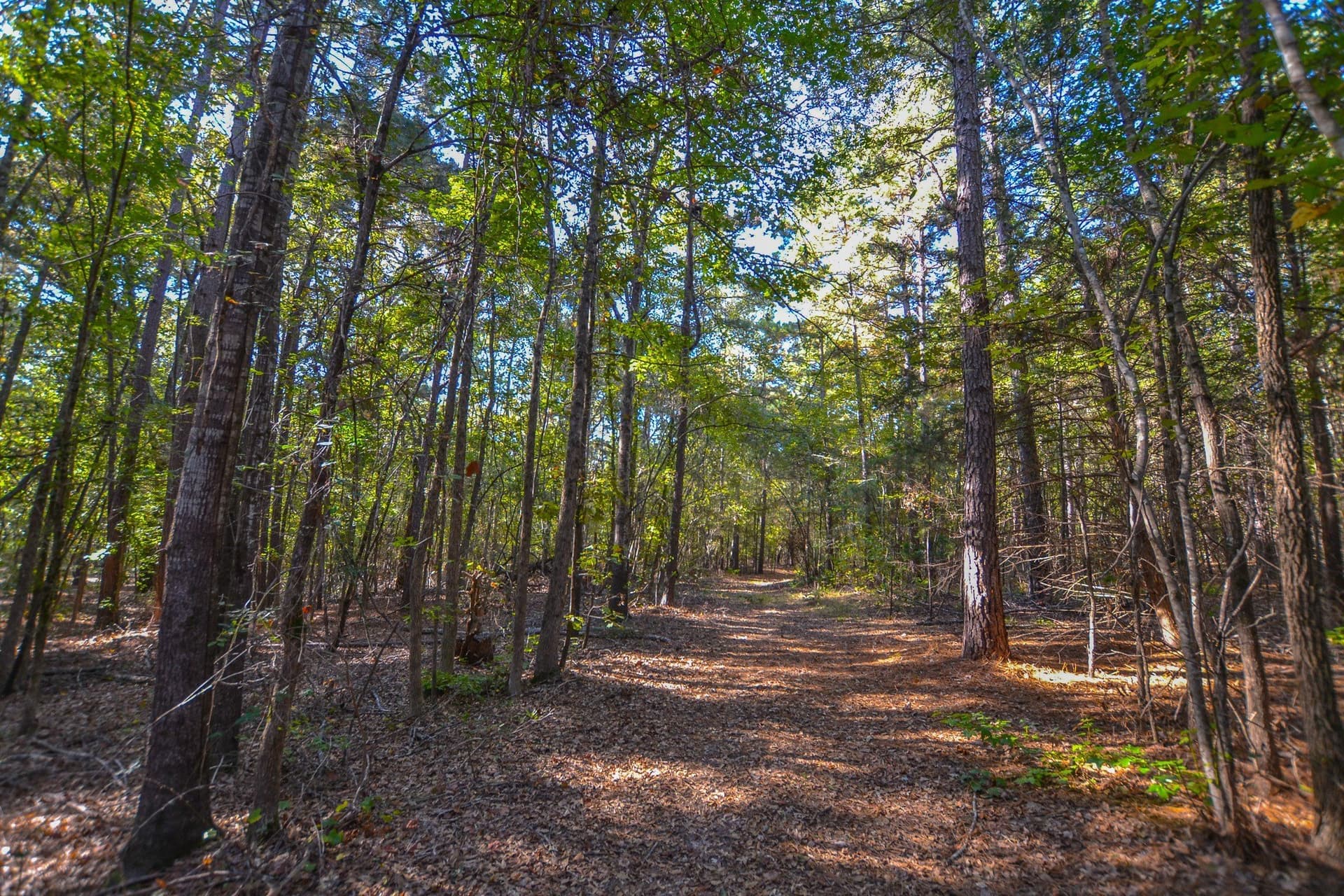 53 acres in Henderson County - photo 5