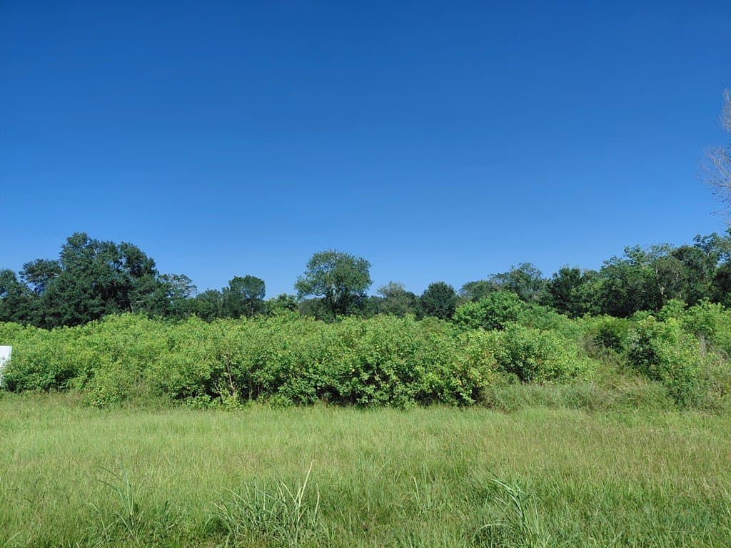10.65 acres in Angleton County featured view