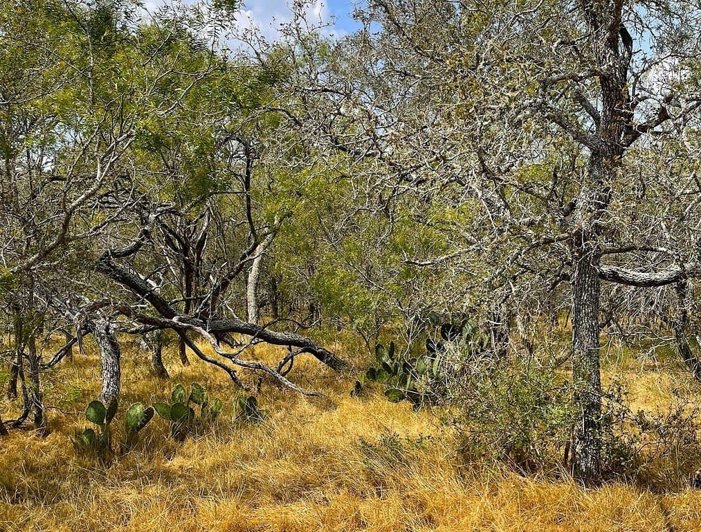 166 acres in Gonzales County - photo 24