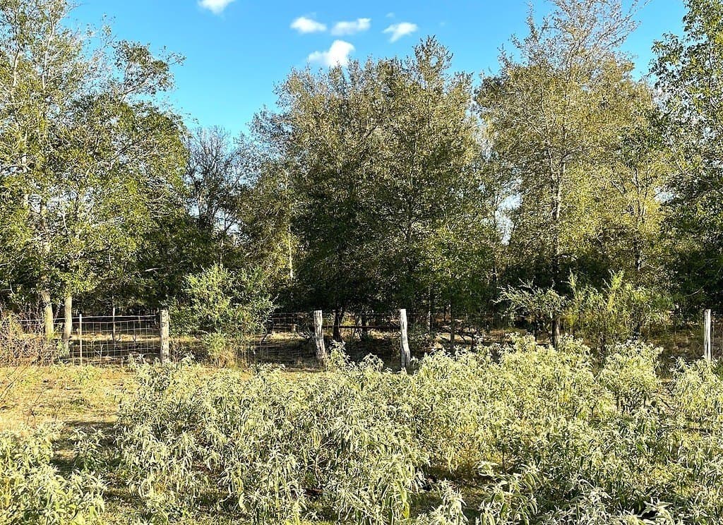 166 acres in Gonzales County - photo 16