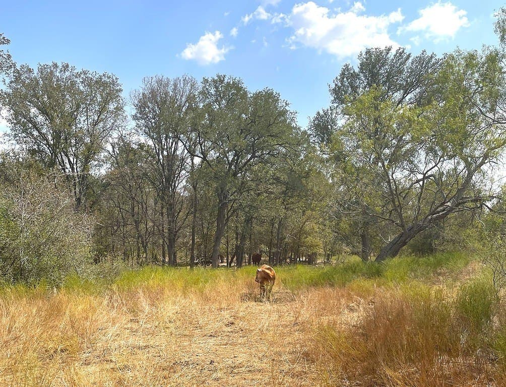 166 acres in Gonzales County - photo 26