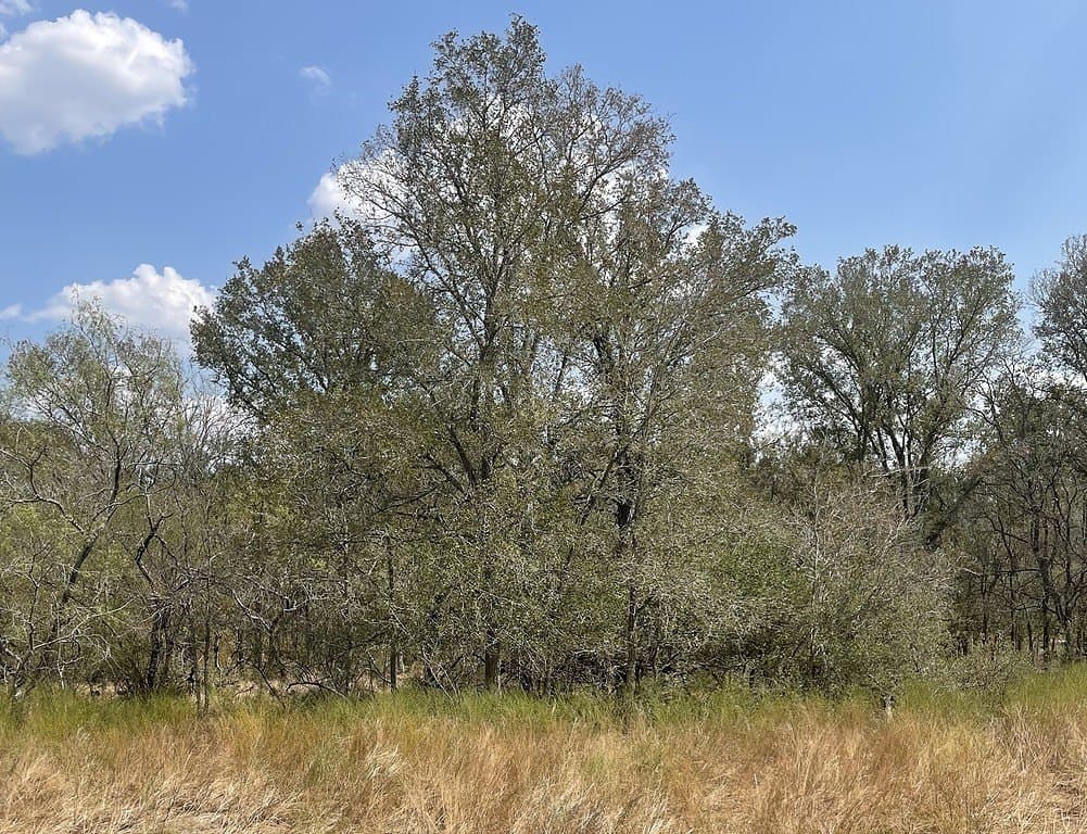 166 acres in Gonzales County - photo 27