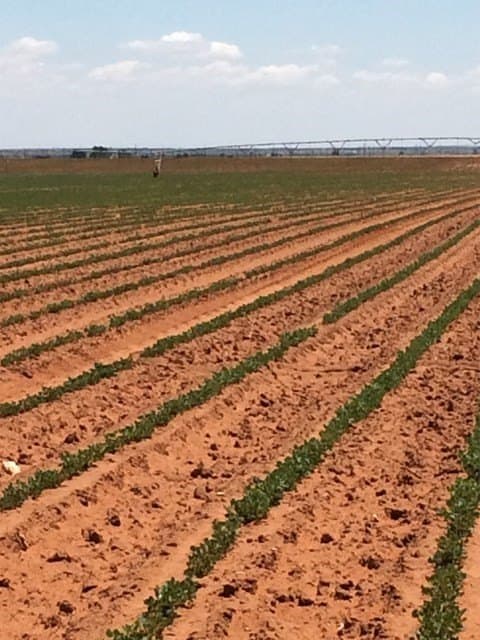 320 acres in Yoakum County gallery image 3