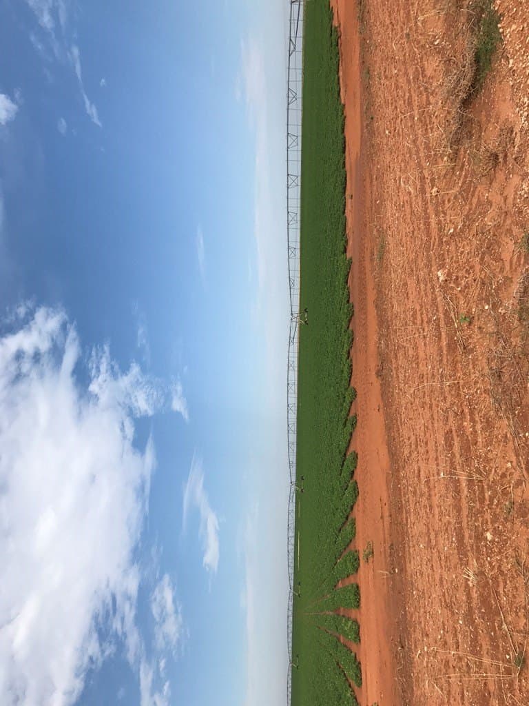 320 acres in Yoakum County gallery image 4