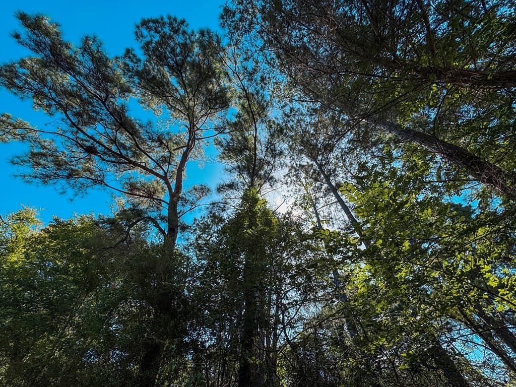 14.03 acres in ANDERSON County - photo 8