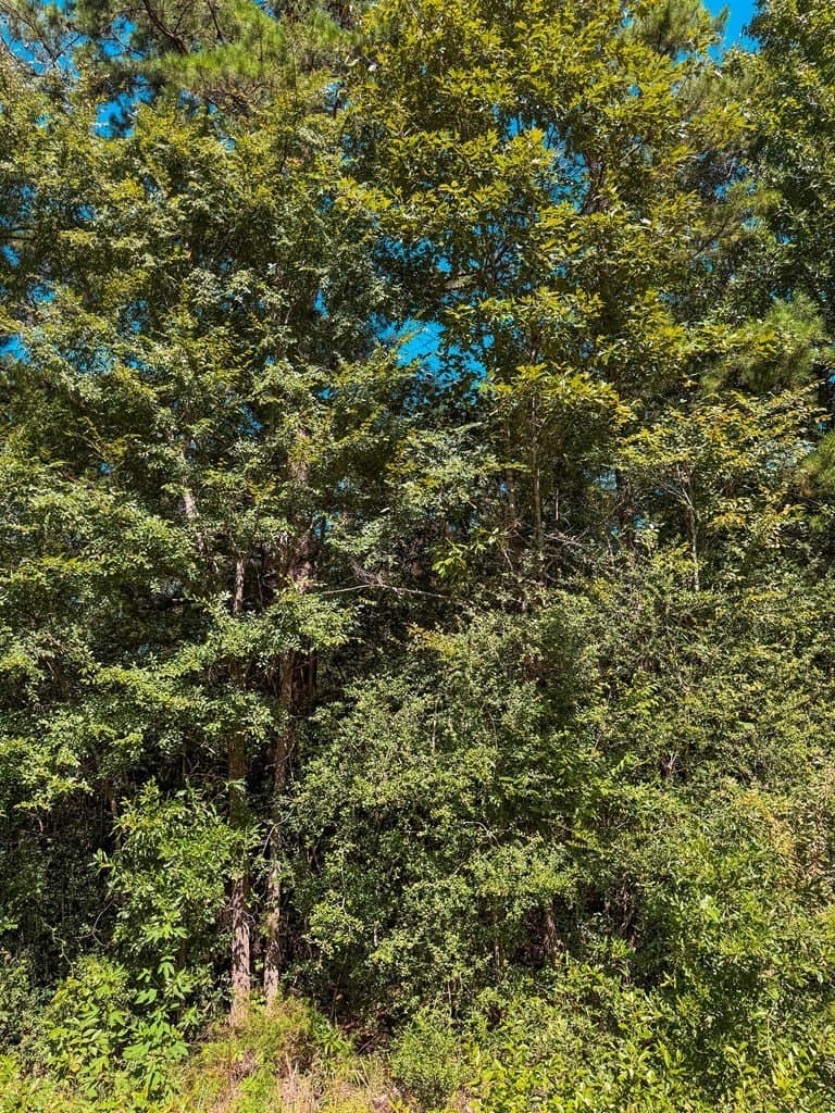 14.03 acres in ANDERSON County - photo 10
