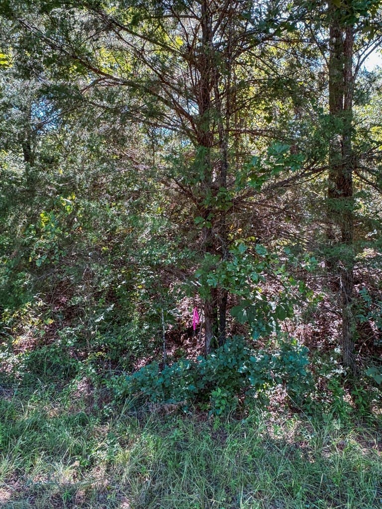 14.03 acres in ANDERSON County gallery image 3