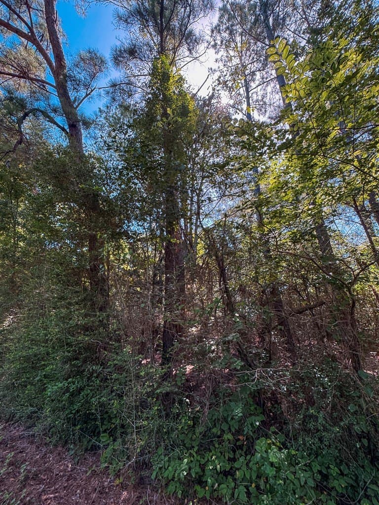 14.03 acres in ANDERSON County - photo 9