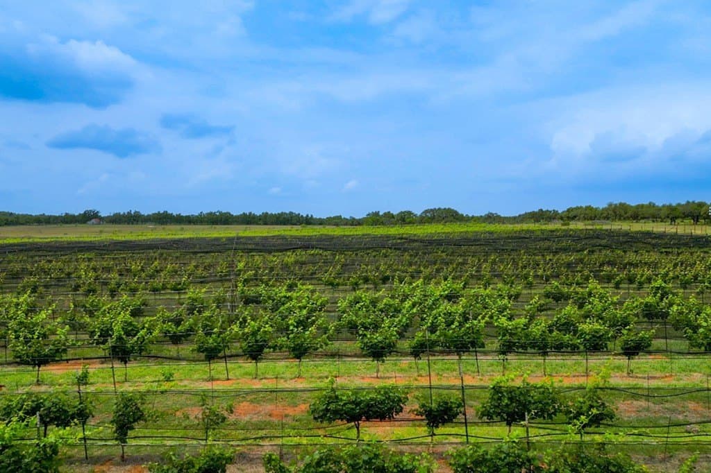 248.61 acres in Gillespie County - photo 14