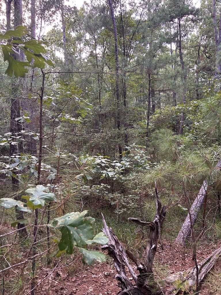 0.25 acres in Texas County gallery image 3