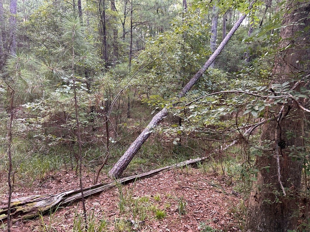 0.25 acres in Texas County featured view