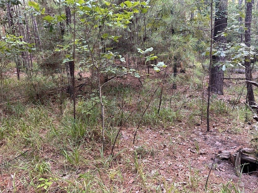 0.25 acres in Texas County gallery image 4