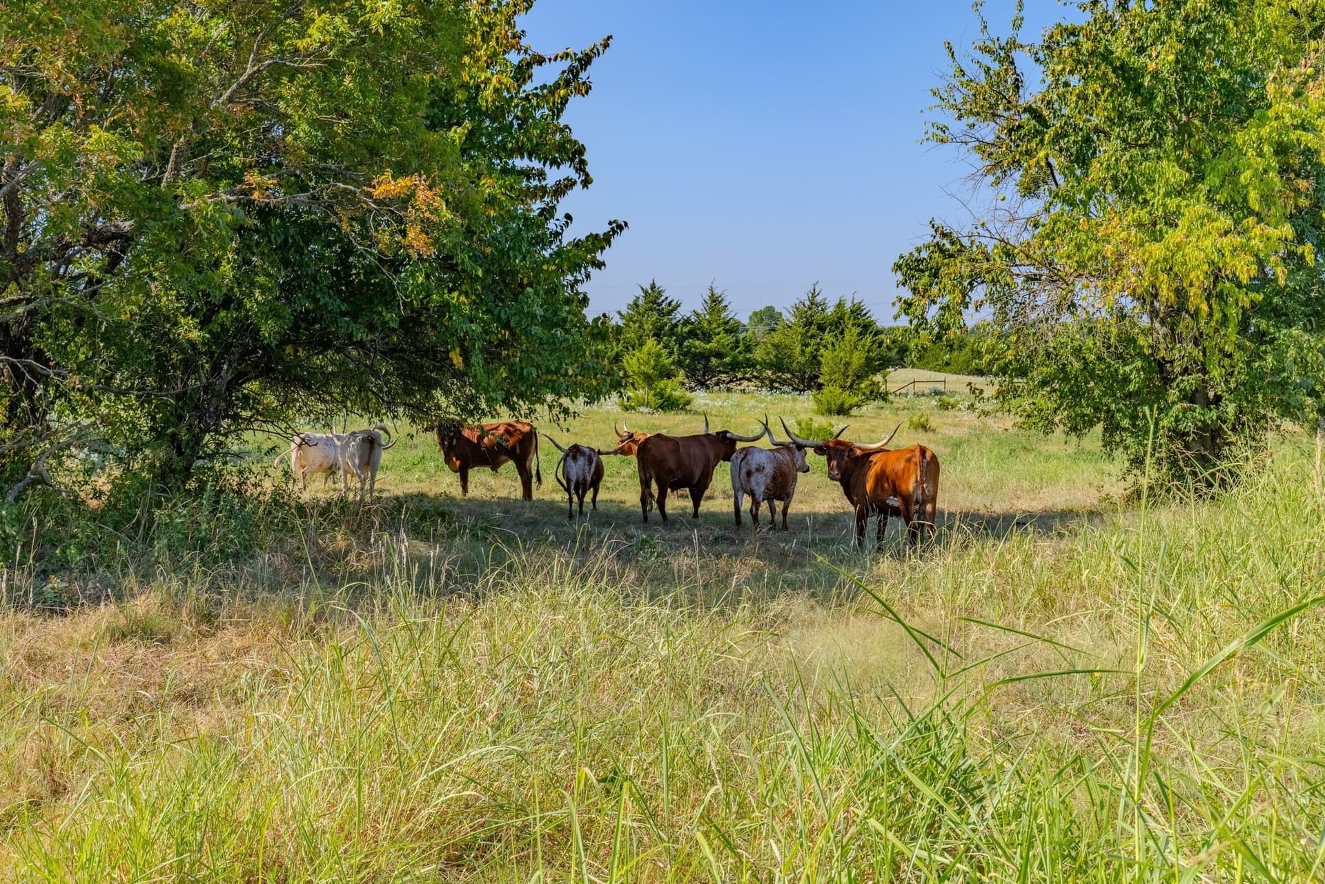 102.28 acres in Hunt County - photo 8