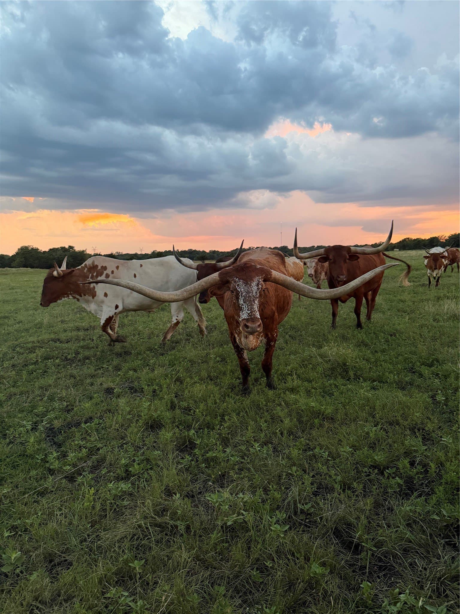 102.28 acres in Hunt County - photo 38