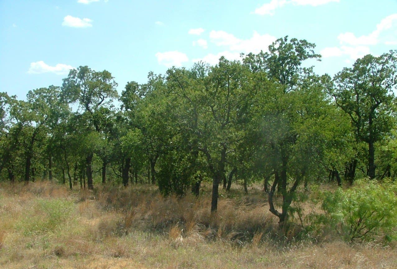 1.02 acres in Wise County gallery image 3