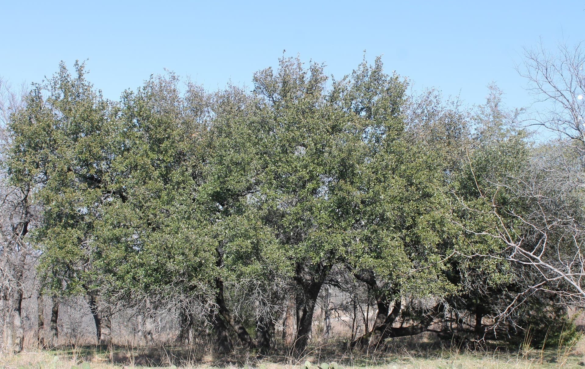 1.02 acres in Wise County gallery image 4
