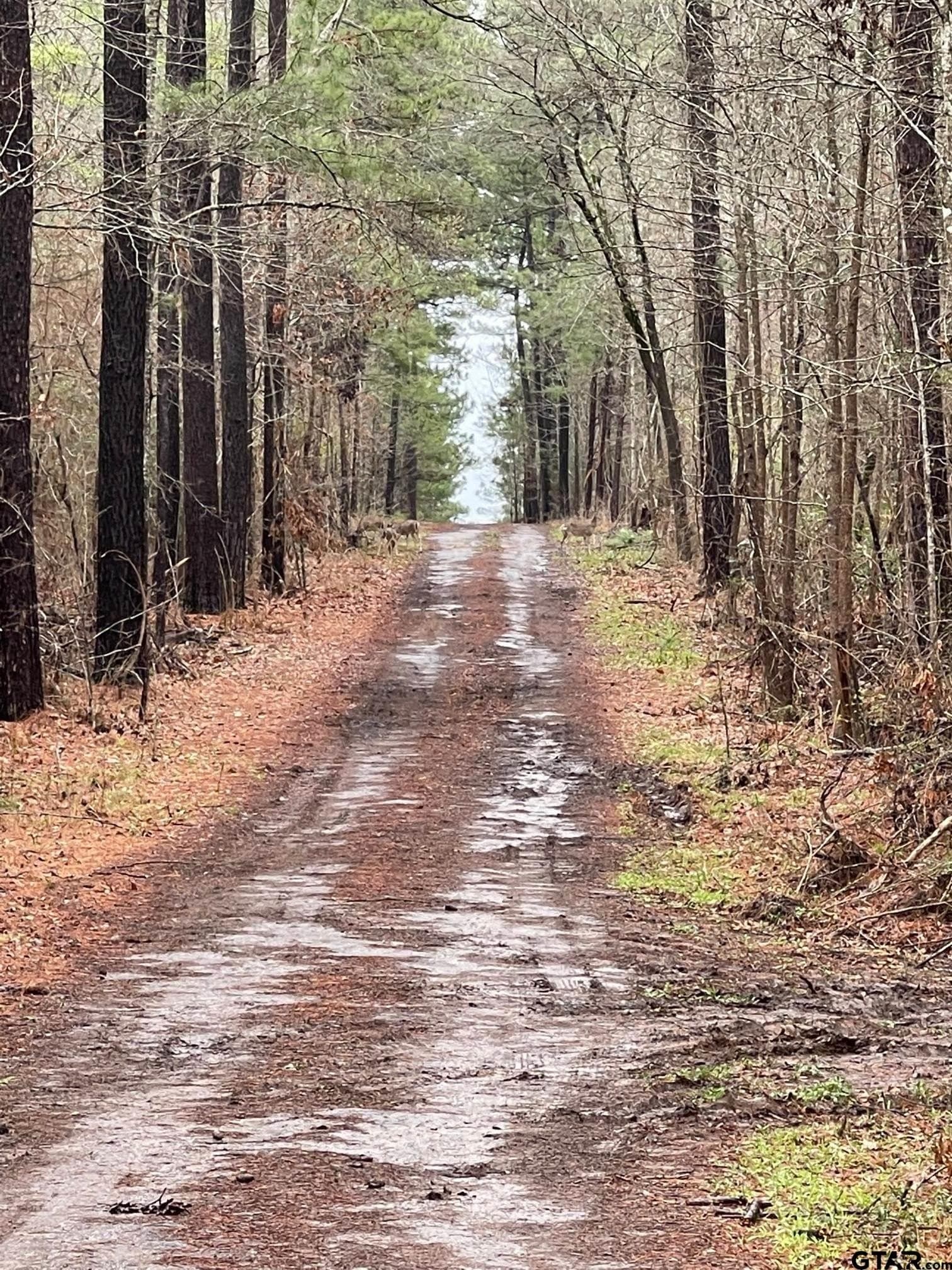 41 acres in Gregg County gallery image 3