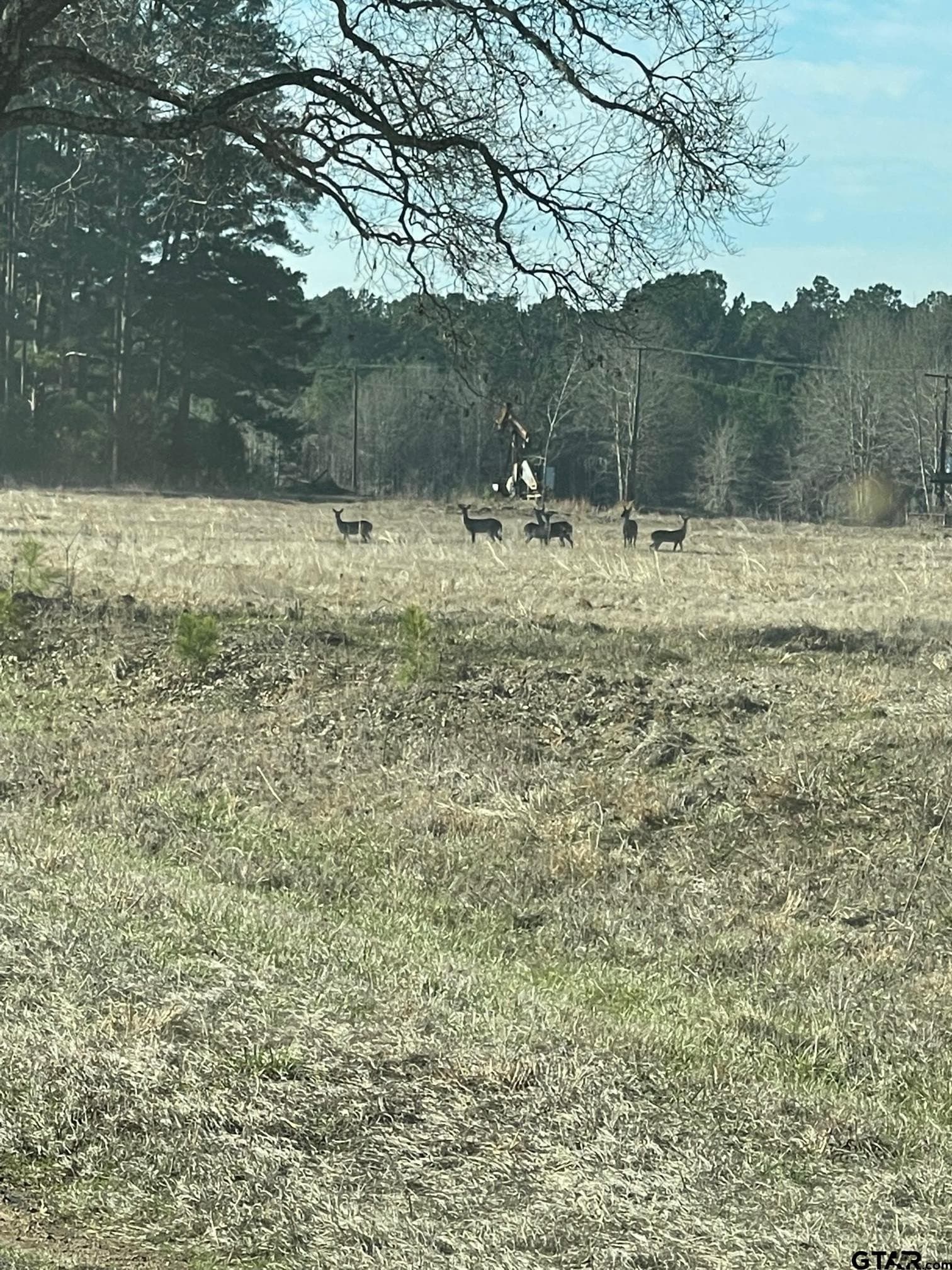 41 acres in Gregg County gallery image 4