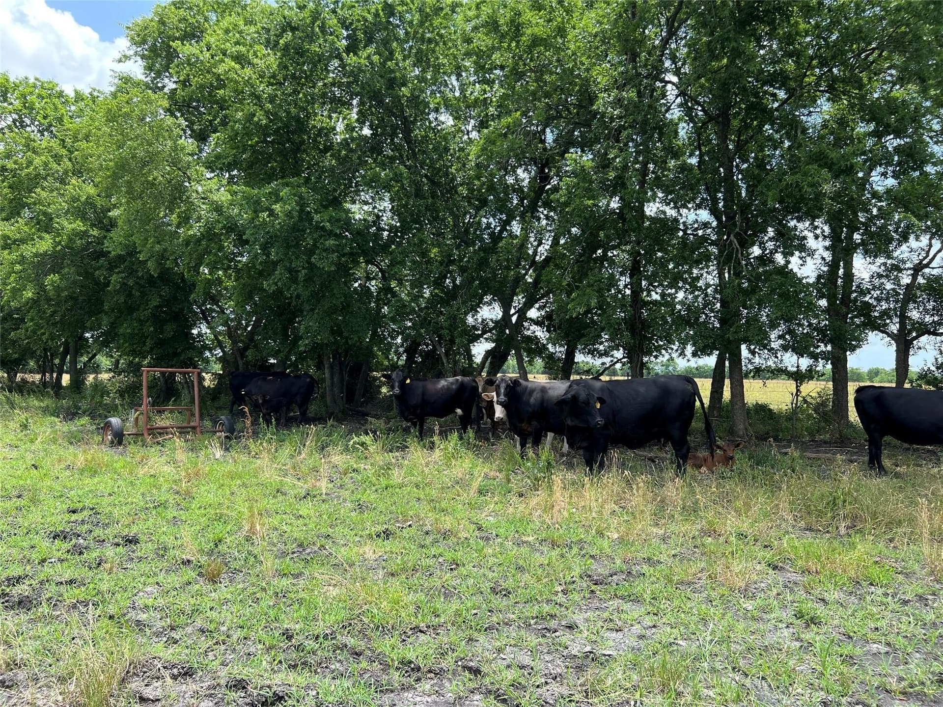 79.04 acres in Fannin County - photo 20