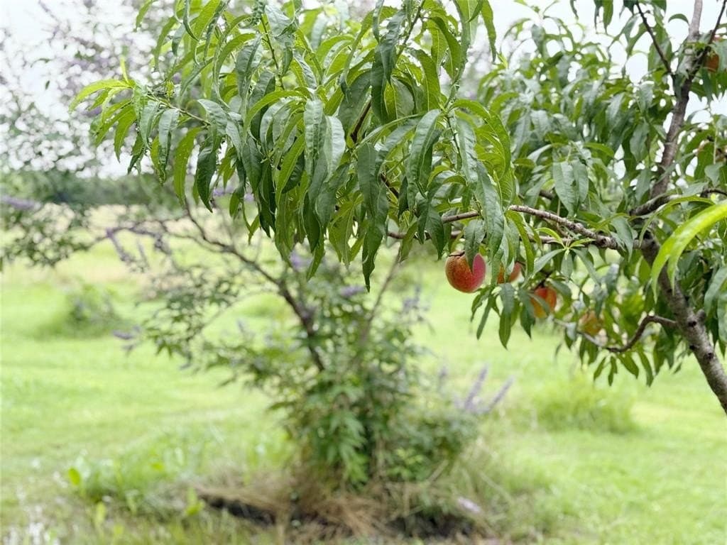 10.98 acres in Hunt County gallery image 3