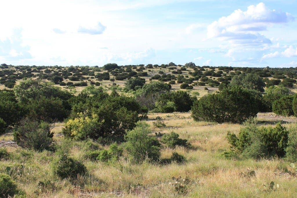 50 acres in Sutton County - photo 4
